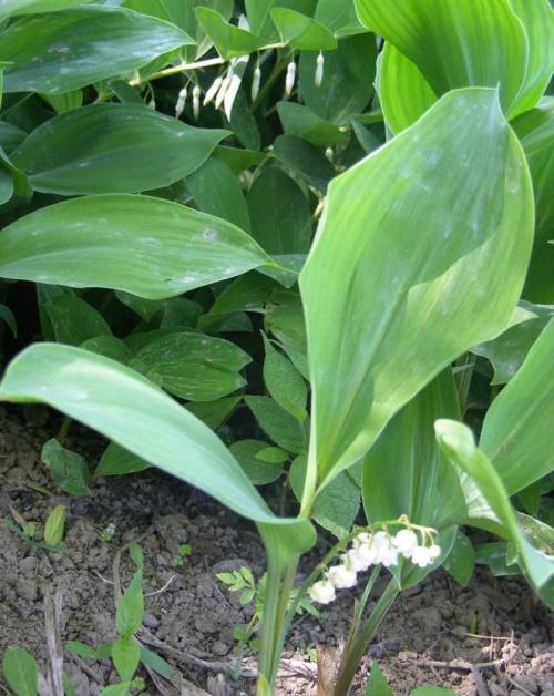 ýعɫҵܺ˱鲼ȫ